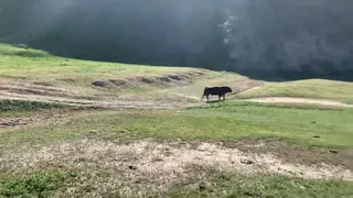 Vigyázz a Bikával