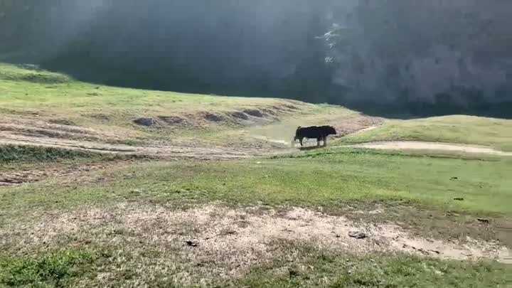 Vigyázz a Bikával