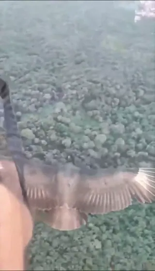 Potyautas