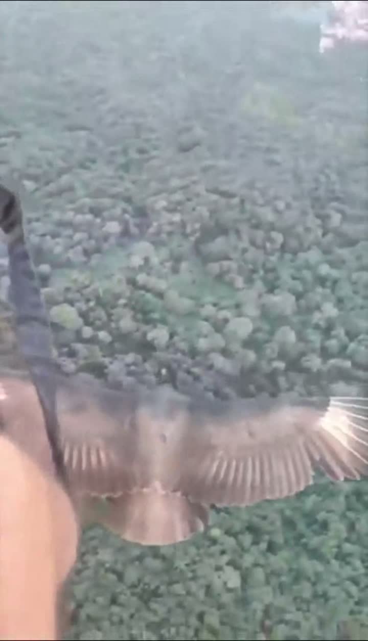 Potyautas